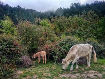 Horses grazing in a field