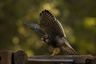 Close-up of bird perching on wood