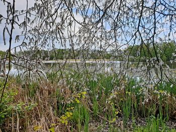 Scenic view of lake by trees against sky