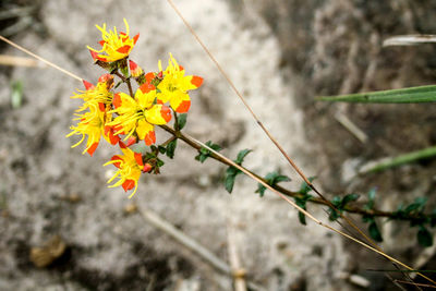 Close-up of flowers against blurred background