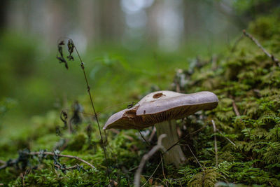 Close-up of mushroom on grass in forest