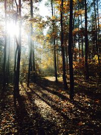 View of trees in the forest