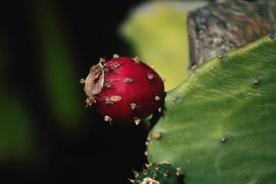 Close-up of strawberry on plant