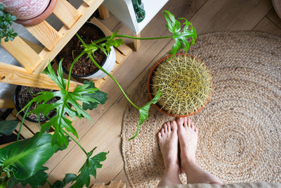 Cropped hand of person holding plant