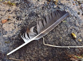 High angle view of feather on field