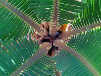 Close-up of spider on plant