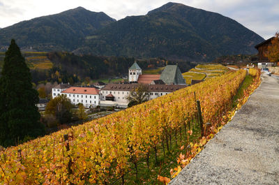 Panoramic view of vineyard and buildings against sky