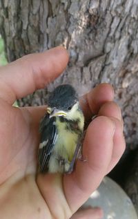 Close-up of hand holding bird