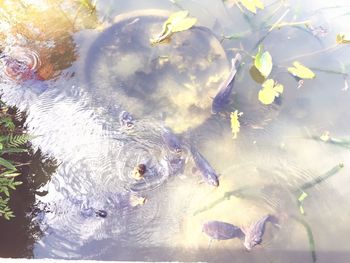 High angle view of fish swimming in water