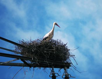 Low angle view of bird perching on nest against sky