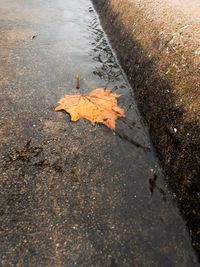 High angle view of maple leaf on wet autumn