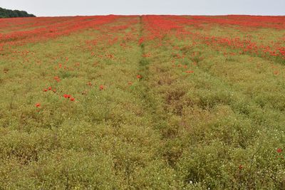 Scenic view of poppy field against sky