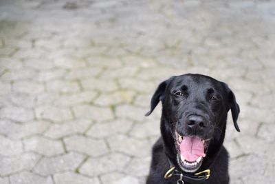 Close-up of dog on field