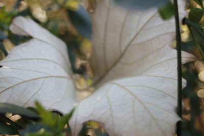 Close-up of flower