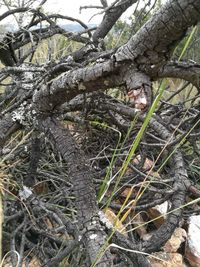 Low angle view of tree in forest