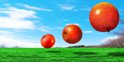 Red berries on field against sky