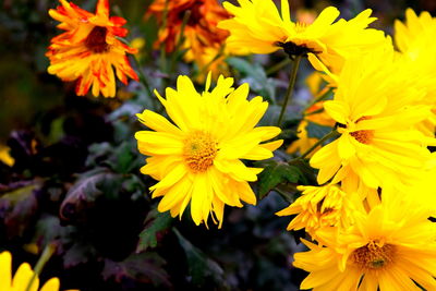 Close-up of yellow flower