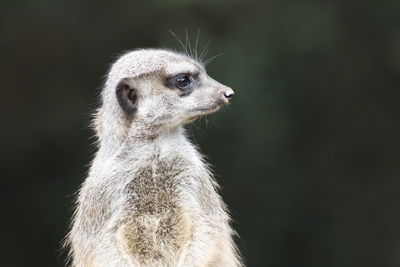 Close-up of meerkat looking away