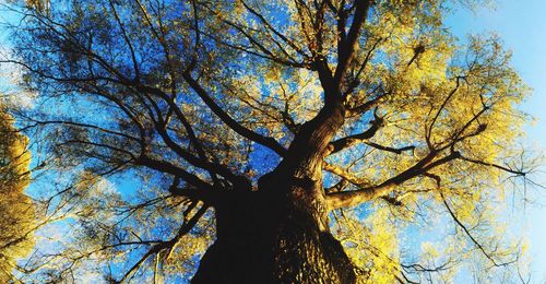Low angle view of tree against sky