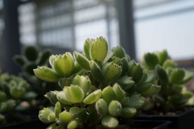 Close-up of cactus