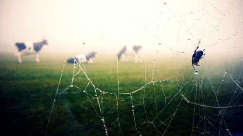 Close-up of spider web