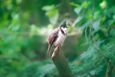 Bird perching on a branch