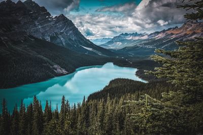 Peyto lake in banff national park is made blue by the ground up rock from glaciers