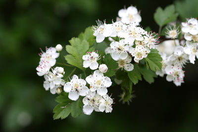 Close-up of white flowers