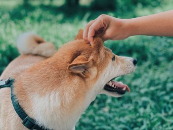 Close-up of a dog