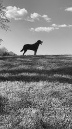 View of a dog running on field