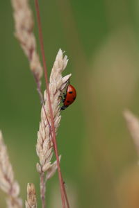 Close-up of ladybug on flower