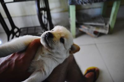 Close-up of dog looking at home