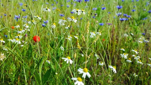 Close-up of purple flowering plants on field