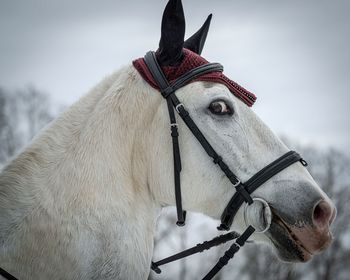 Close-up of horse