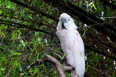 Close-up of bird perching on tree