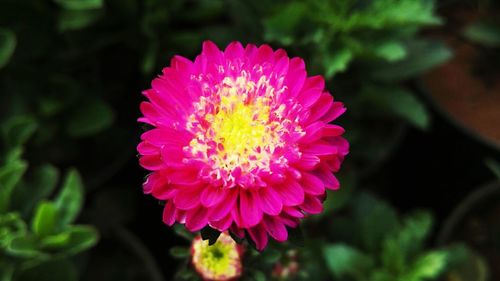 Close-up of pink flower blooming outdoors