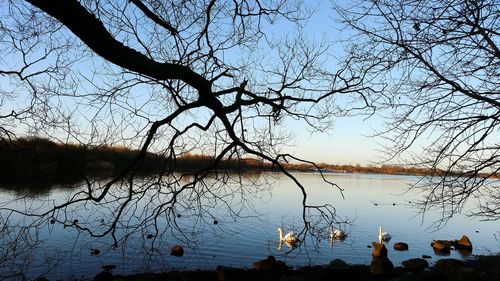 Close-up of branches against sky during sunset