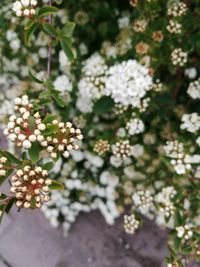 Close-up of fresh flowers blooming on tree
