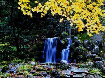 Scenic view of waterfall in forest