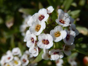 Close-up of white flowers