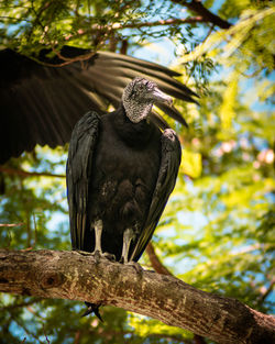 Low angle view of eagle perching on tree