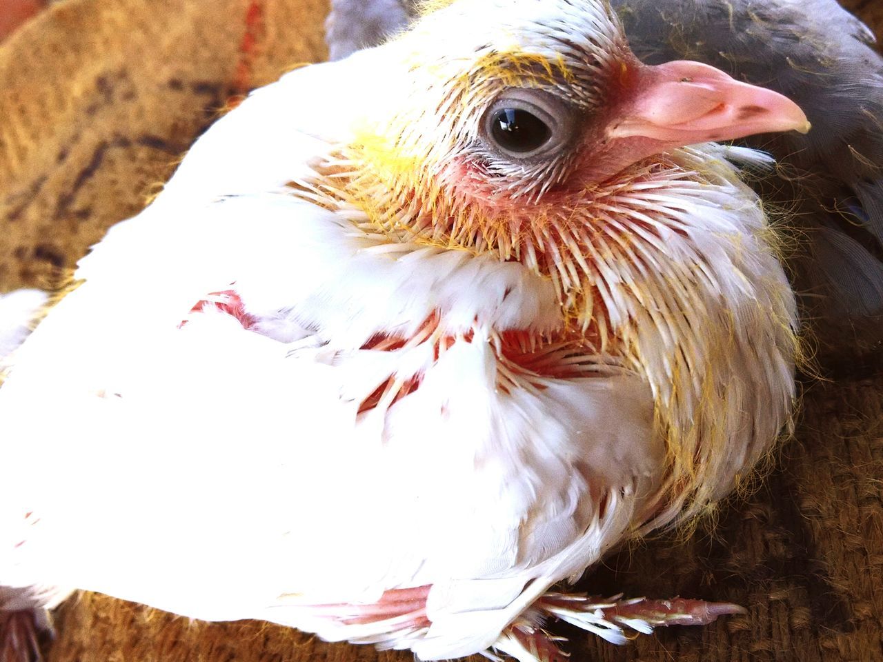 animal themes, one animal, bird, close-up, domestic animals, animal head, wildlife, pets, animals in the wild, feather, looking away, beak, focus on foreground, indoors, day, zoology, no people, animal body part, portrait, nature