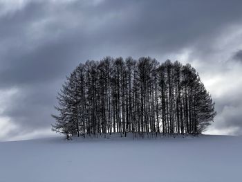 Low angle view of trees against sky