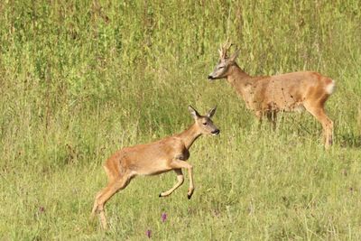 Deer standing on field