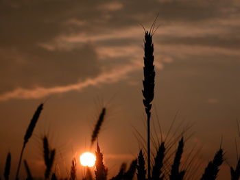 Close-up of silhouette plant against sky during sunset