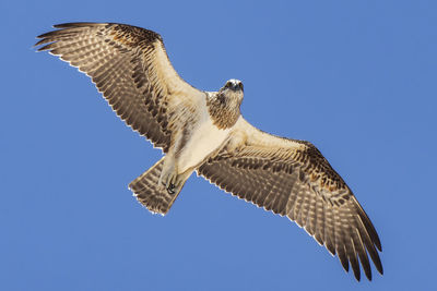 Low angle view of bird flying against clear sky