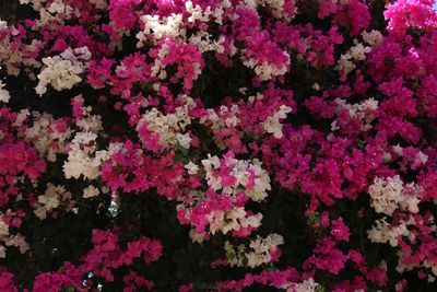 Close-up of pink flowering plants