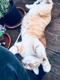 High angle view of cat sleeping