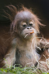 Close-up of monkey looking away