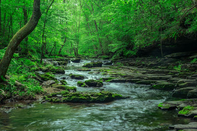 River flowing through forest